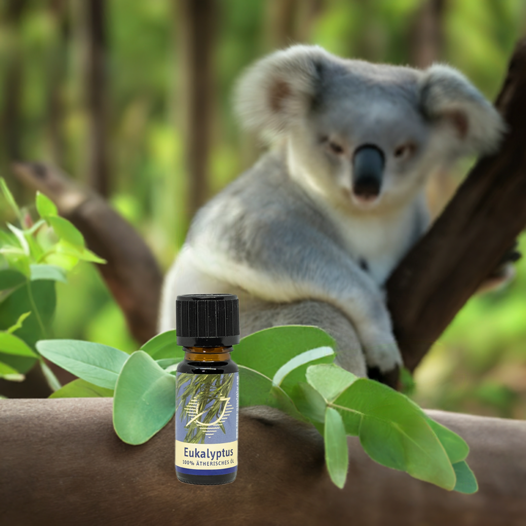 Befreiend – Eukalyptus (Eucalyptus globulus) – ätherisches Öl Aroma Manufaktur® ätherisches Öl