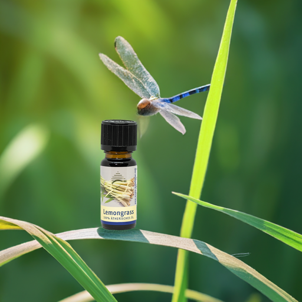 Lemongras Ätherisches Öl - Frische & Klarheit für Körper & Geist, 10 ml Aroma Manufaktur®