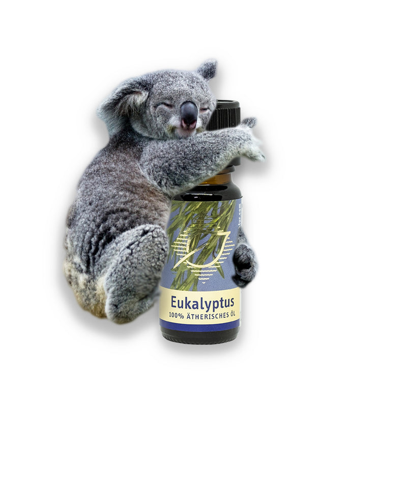 Eukalyptus Ätherisches Öl